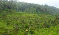 The famous Balinese Rice Terraces.