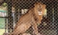 The lion of Chiang Mai, Thailand's Tiger Kingdom.