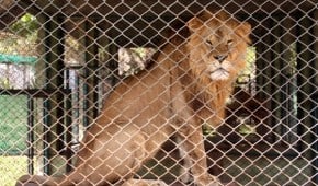 The lion of Chiang Mai, Thailand's Tiger Kingdom.