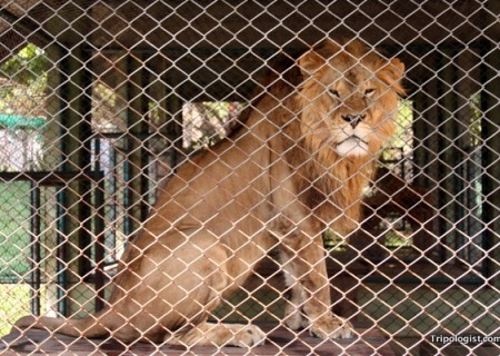 The lion of Chiang Mai, Thailand's Tiger Kingdom.