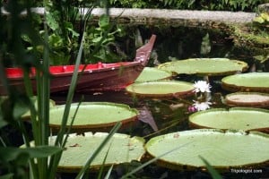 A pond at the entrance gate for the Tropical Spice Garden.