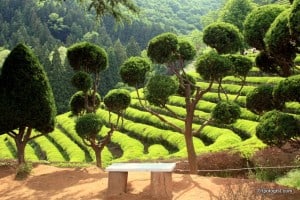 One of the viewing platform, with a picture perfect background at the Boseong Green Tea Fields.