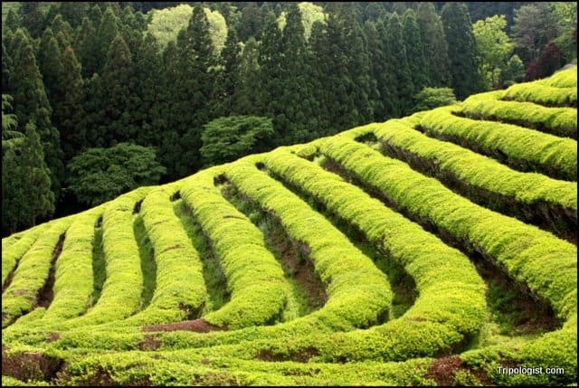 The terraced rows of green tea at the Boseong Green Tea Fields in South Korea.