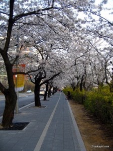 A canopy of cherry blossoms on Yeouido Island.