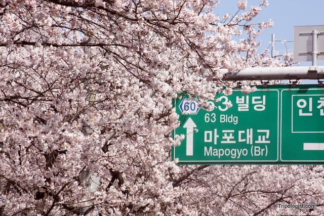 Cherry Blossoms at the 2011 Yeouido Cherry Blossom Festival in Seoul, South Korea.