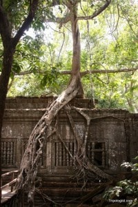 One of the many trees growing over the ruins at Beng Mealea Temple.