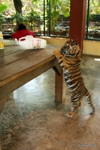 A three-month old tiger tries to reach a bag of treats on the table at Tiger Kingdom.