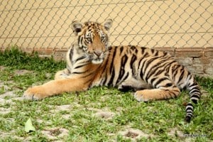 A six-month old tiger relaxes in the corner of his enclosure.