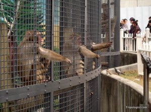 Monkeys begging for food from passing locals at the Children's Grand Park zoo in downtown Seoul.