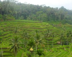 Bali, Indonesia: Welcome to Paradise [Guest Post]