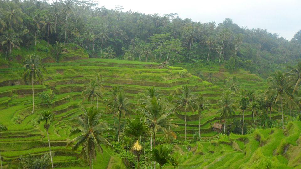 The famous Balinese Rice Terraces.
