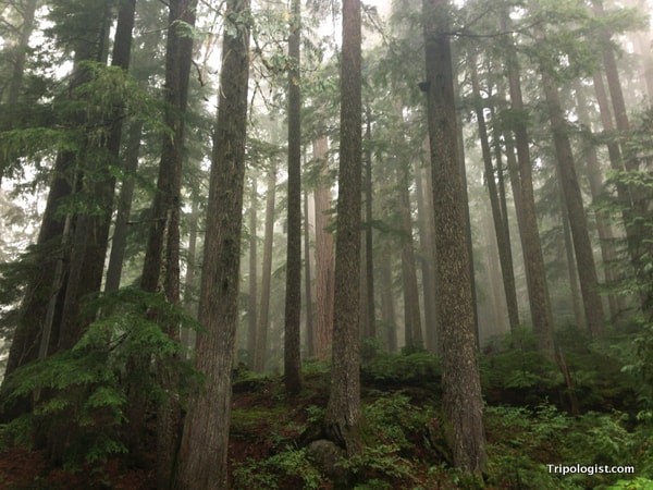 A fog-filled forest on the slopes of Mount Rainier.