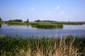Alligator Spotting at the Savannah National Wildlife Refuge - Tripologist