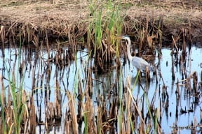 Alligator Spotting at the Savannah National Wildlife Refuge - Tripologist