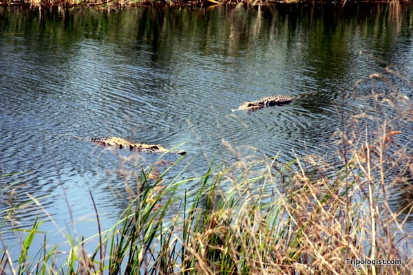 Two alligators swim near each other at the Savannah The vast expanse of the Savannah National Wildlife Refuge. Wildlife Refuge. 