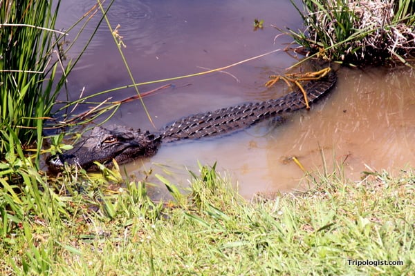 A small alligator at the Savannah National Wildlife Refuge near Savannah, Georgia.