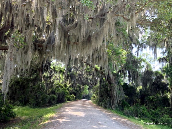 Alligator Spotting at the Savannah National Wildlife Refuge - Tripologist